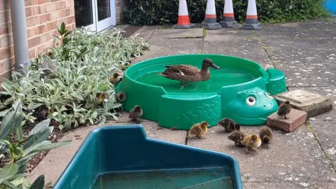 sunseeker Water Watcher sunseeker snapped this mother duck and her ducklings enjoying a dip in Wallingford