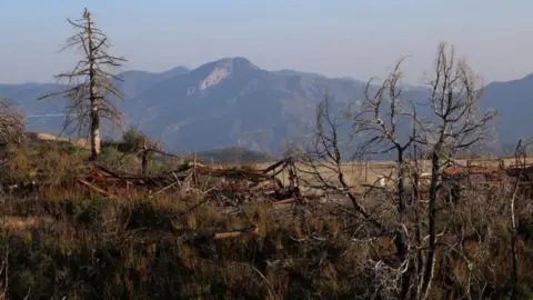Michael Kauffmann Remains of Bigcone Douglas-fir after a wildfire in Mount Gleason in the Angeles National Forest