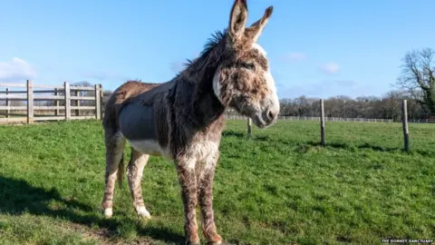 The Donkey Sanctuary Donkey Joey