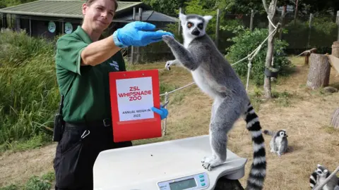 South Beds News Agency Keeper Jane Storr with Delilah the lemur at Whipsnade Zoo's annual weigh-in