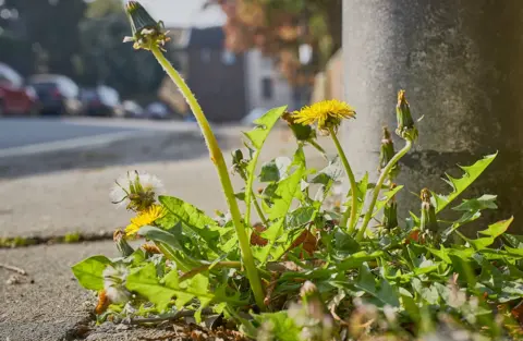 Getty Images Weeds in a pavement
