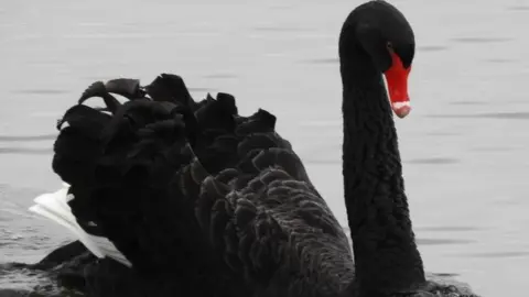 Swindon Borough Council Image of the black swan at Coate Water Park