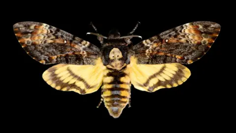 Getty Images Adult moth