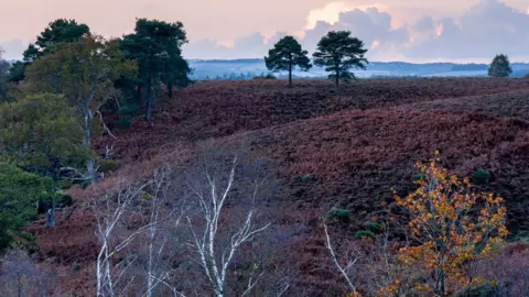 Getty Images New Forest