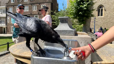 Julie Ritson Julie Ritson captured this photo of a raven staying hydrated at the Tower of London