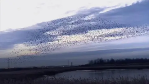 The starlings