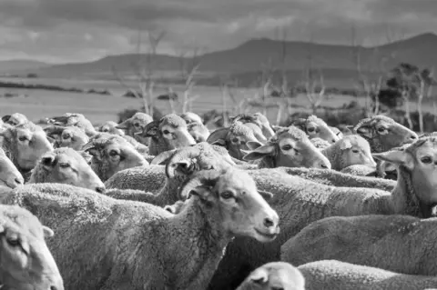 Fraser Crighton A group of sheep are seen together in the Overberg in South Africa