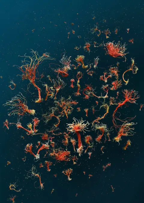 Mandy Barker Collection of marine debris against a dark background