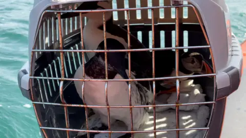 The puffins and the guillemots in a box before being released on Friday