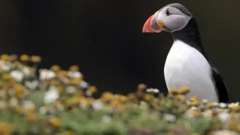 Getty Images Skomer Island