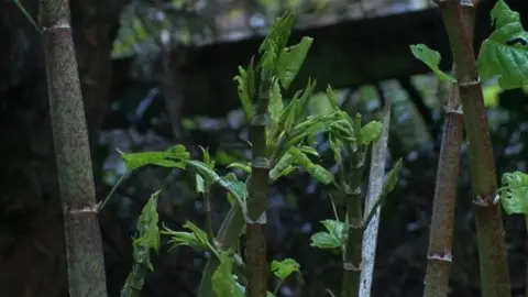 Japanese knotweed