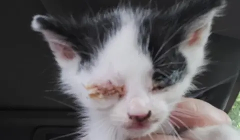 Cats Protection Roman the kitten when he was found, with inflamed eyes that were shut together