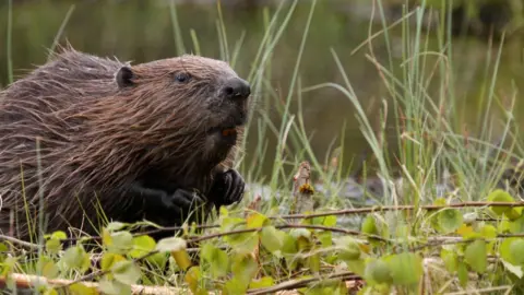 Getty Images European Beaver