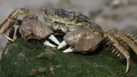 MikeLane45/Getty Images Chinese mitten crab, also known as the Shanghai hairy crab