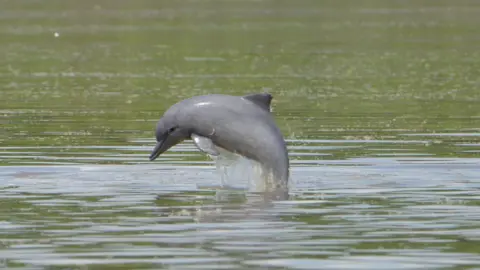 Fernando Trujillo The tucuxi dolphin