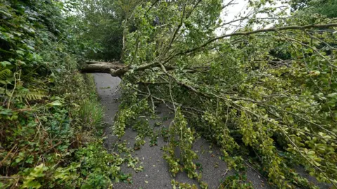 PA Media A fallen tree on the road to Veryan on the Roseland Peninsula in Cornwall, as a danger to life warning has been issued as Storm Antoni hits parts of the UK,