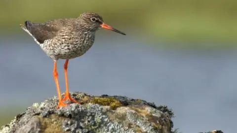 Mike Pennington Redshank