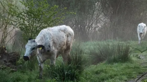 Mike Hall / Northwall Gallery cows in woodland