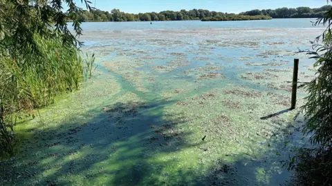 Bedford Borough Council Blue-green algae at Priory Country Park