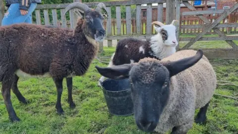 Jamie Mintram Stormzy with his mother Tulip and another member of the flock