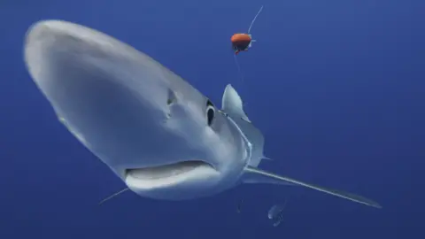 BBC A blue shark