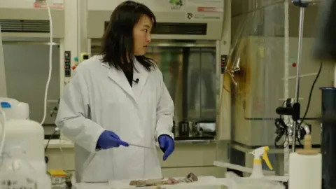 Jiro Akiba/BBC Ai Kimura tests samples for radiation at the Tarachine lab