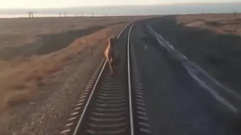 YouTube / Max Bure Camel running on train track