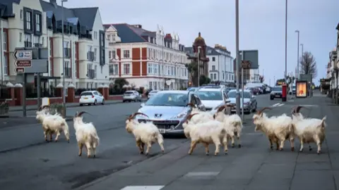 George Good Goats on a street