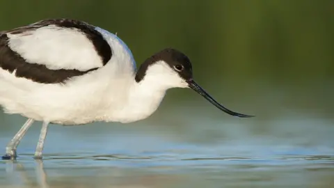 Ben Andrew Avocet drinking form a pool