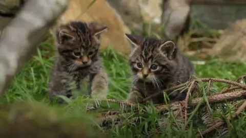 Scottish Wildcat Action Wildcats