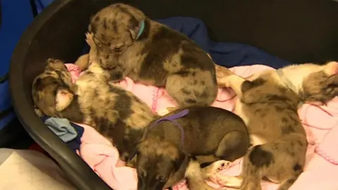 BBC  Puppies in a basket