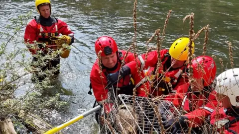 Dorset and Wiltshire Fire and Rescue Service The deer being loaded into a carry crate