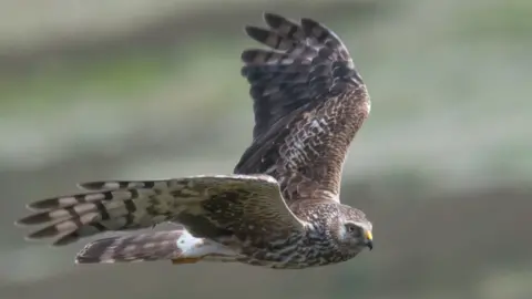 National Trust Hen harrier