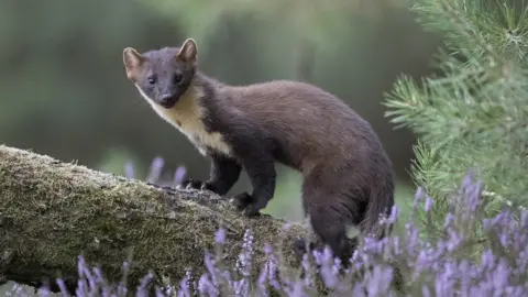 Getty Images Pine marten