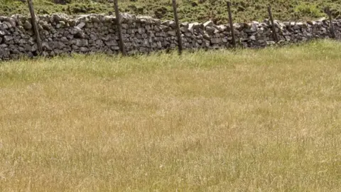 Joyce Campbell Silage fields which should be getting cut