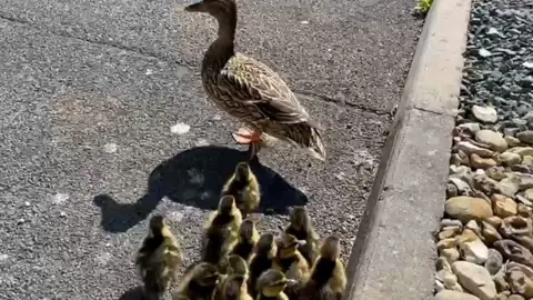 Ducks