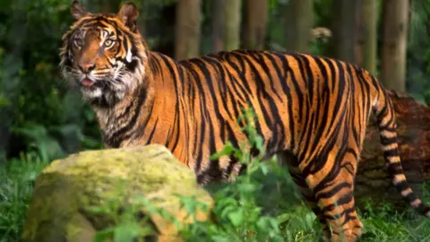 BBC Tiger - archive pic