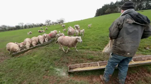 Getty Images Sheep