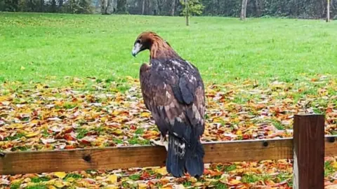 Cefyn Potts The 13-year-old bird, named Apollo, has since been claimed by its owner