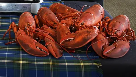 Getty Images Lobsters