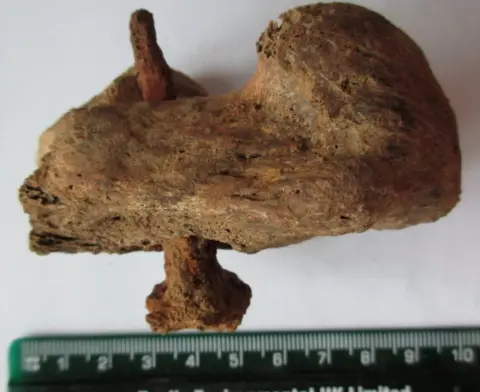 Albion Archaeology Nail in heel bone