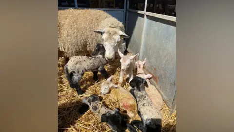 Ben Frankland The ewe and her lambs in a pen on some hay. 
