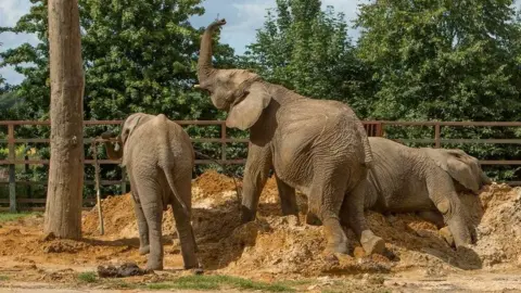 Elephants in an enclosure at an animal park