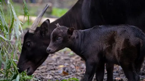 A dark brown anoa calf, named Kasimbar by keepers at Chester Zoo, alongside her mother Darcy