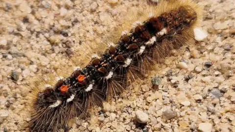 Sara A close up image of a brown tail caterpillar. Hairs protrude from the caterpillar, which is brown/black, with two orange spots on the top.