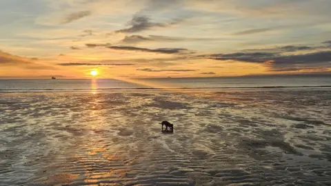 Chloe Burnett A lone dog walks on rippled sand as the sun rises over the sea.