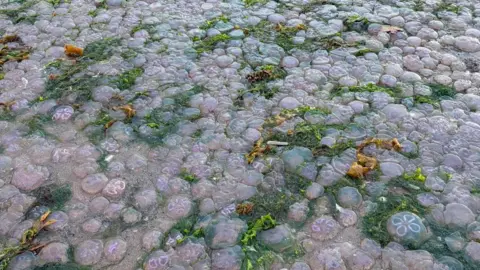 Marc Kilpatrick Hundreds of jellyfish washed up on the beach. Green seaweed is intertwined round them.