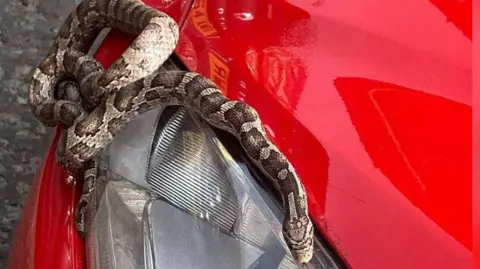 A patterned snake is coiled around the front headlight and hood of a bright red car. The snake’s body wraps over the glossy surface, contrasting with the smooth paint and glass. The scene appears to take place outdoors on a gravel surface, creating a striking and unusual encounter.