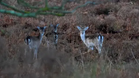 Three small brown and white fallow deer with dark brown tails are standing together and looking into the distance past the camera. They are standing in a field of brown dry brush. In the foreground, blurred is a tree branch with green lichen on it