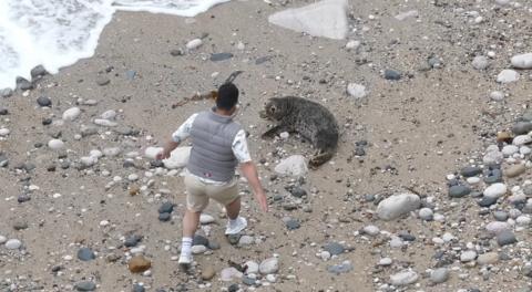 Man wearing a grey gillet approaching a seal on the beach